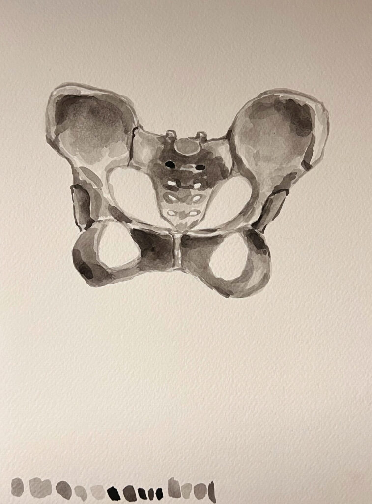 pelvis1